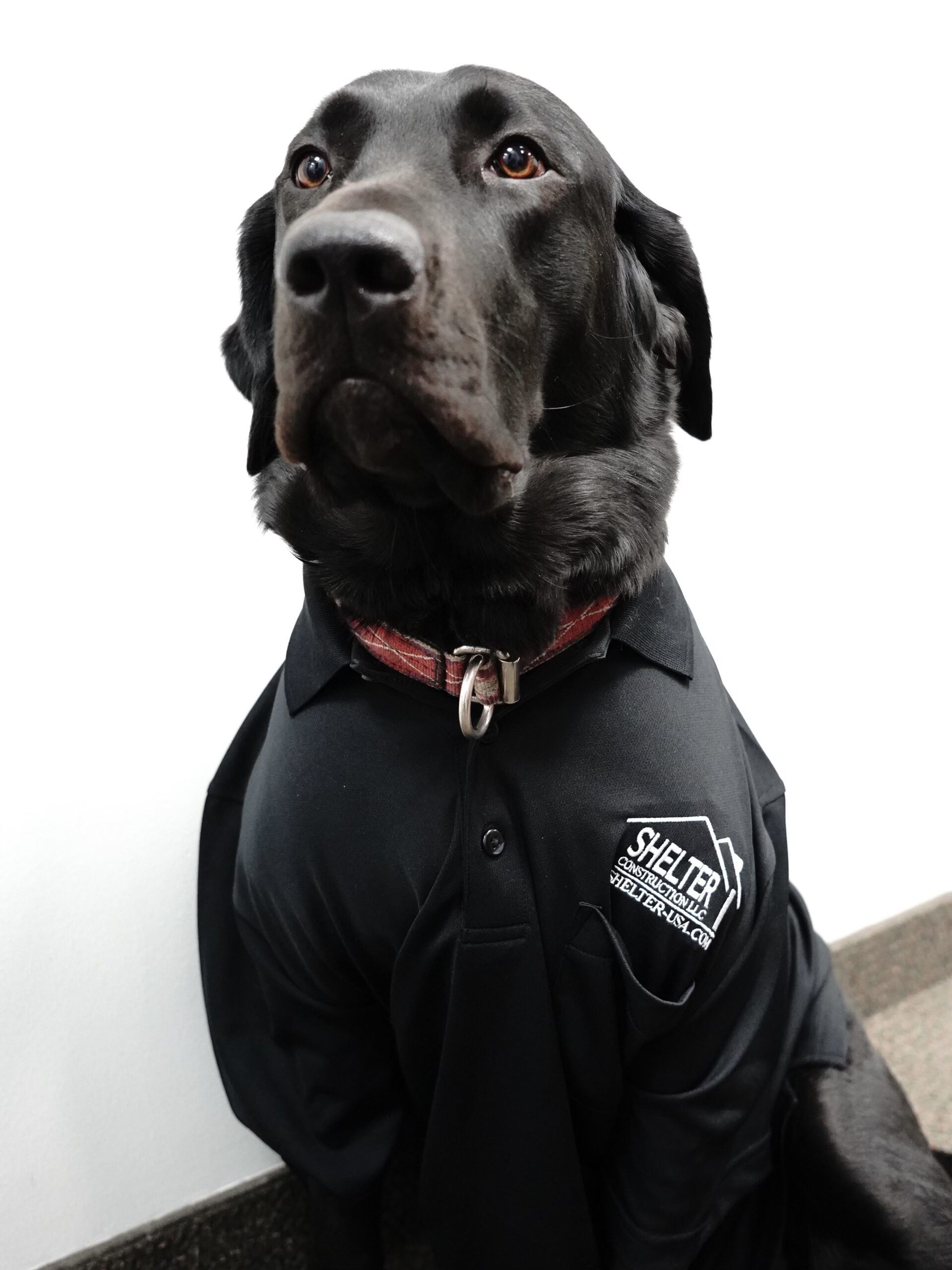 dolly shelter dog meet the team